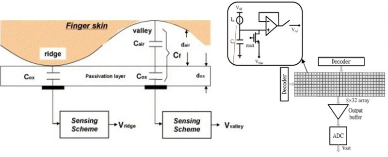 Diagram showing a closeup of how a capacitive fingerprint sensor works by detecting the electrical difference in the ridges and valleys of a finger