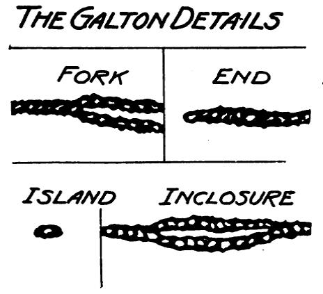 Example of finger minutiae including forks (where one line splits into multiple lines), ends (where a line ends), islands (isolated dots), and inclosures (lines that split into two and then reconnect)