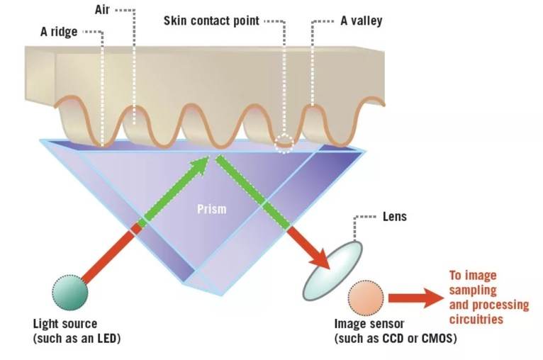 Diagram showing a closeup of how an optical fingerprint sensor works by reflecting light off the skin