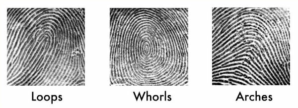 Examples of loop, whorl, and arch fingerprints