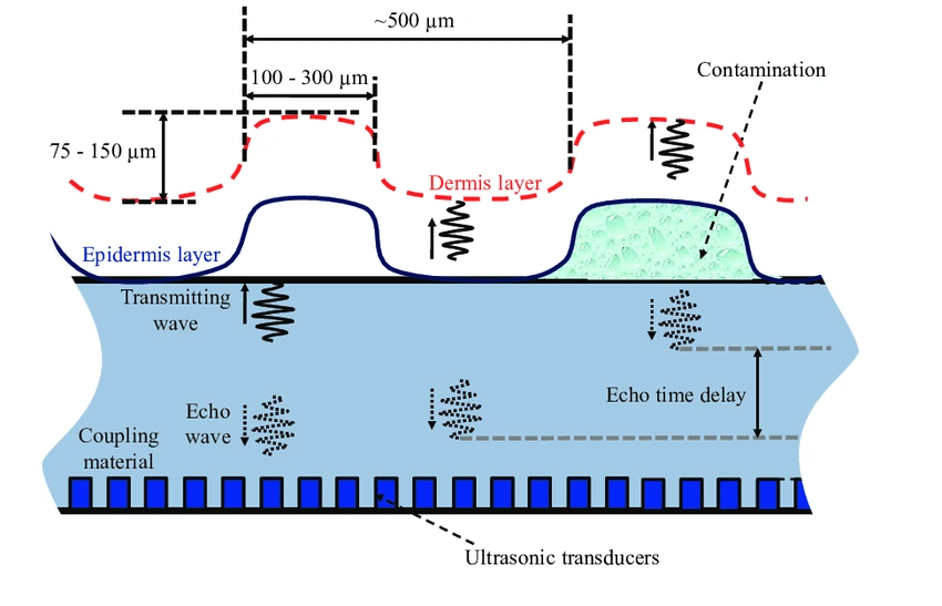 Diagram showing the transducers emitting ultrasound waves and reflecting off the finger tissue bouncing back and then being picked up by microphones